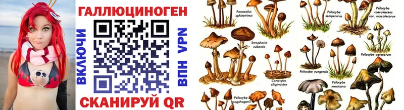 где найти Благовещенск Галлюциногенные грибы Psilocybine cubensis